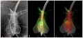 MolecuLight